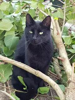 Chat perdu Européen
