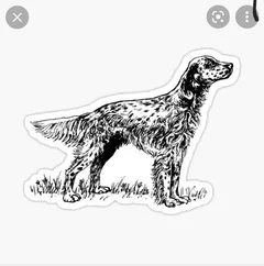 Chien perdu Setter Anglais