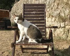 Chat perdu Européen
