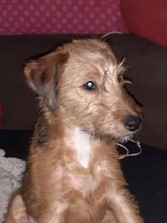 Chien perdu Fox-Terrier