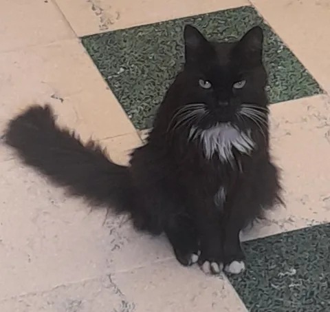 Chat trouvé