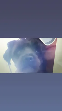 Chien perdu Croisé
