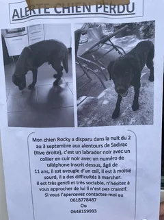 Chien perdu Labrador-Retriever