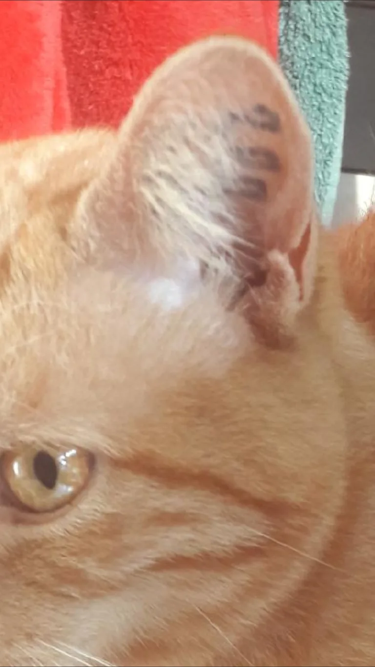 Chat trouvé