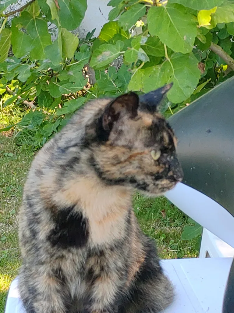 Chat trouvé