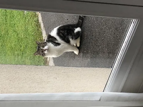 Chat trouvé