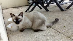 Chat trouvé Siamois