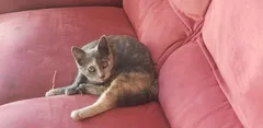 Chat trouvé Européen