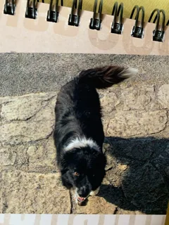 Chien perdu Border Collie
