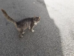 Chat trouvé Croisé