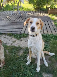 Chien perdu Labrador-Retriever
