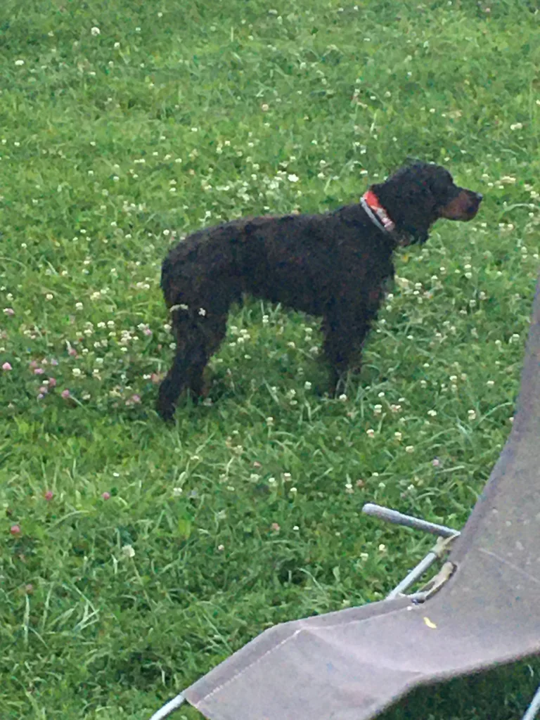 Chien trouvé