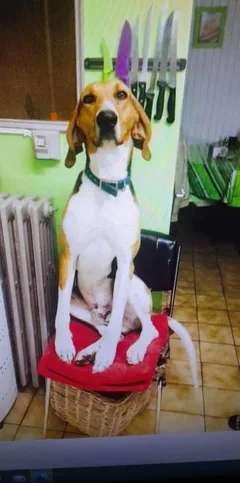 Chien perdu Anglo-Français Tricolore