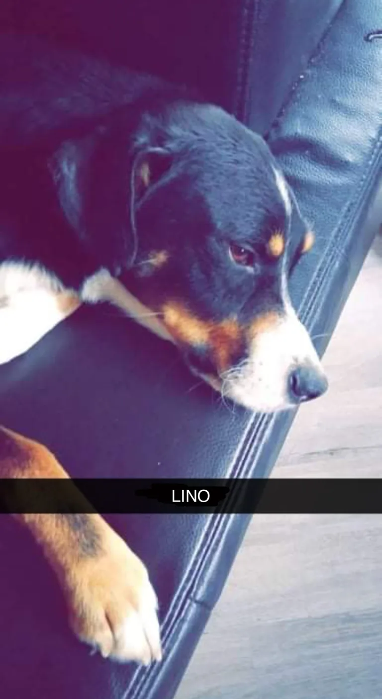 Lino