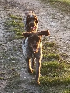 Chien perdu Drahthaar