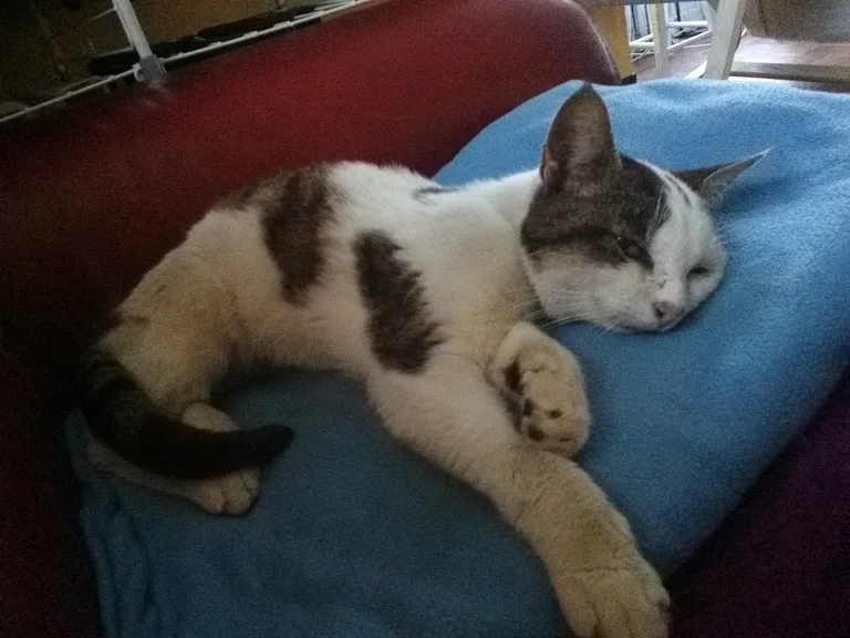 Chat trouvé
