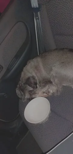 Chien trouvé Schnauzer Moyen