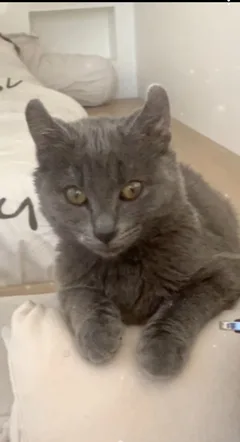 Chat perdu Chartreux