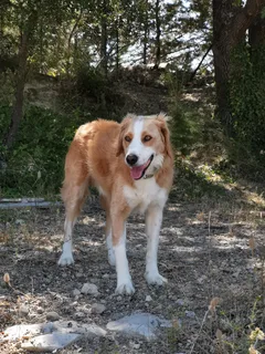 Chien perdu Border Collie