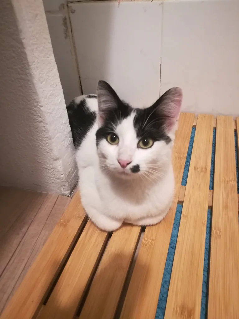 Chat trouvé
