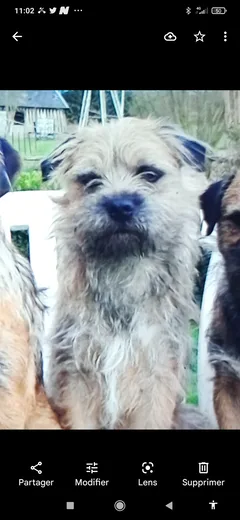 Chien perdu Border-Terrier