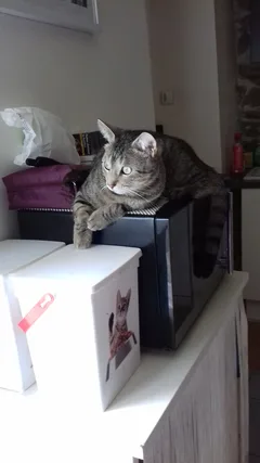 Chat perdu Européen