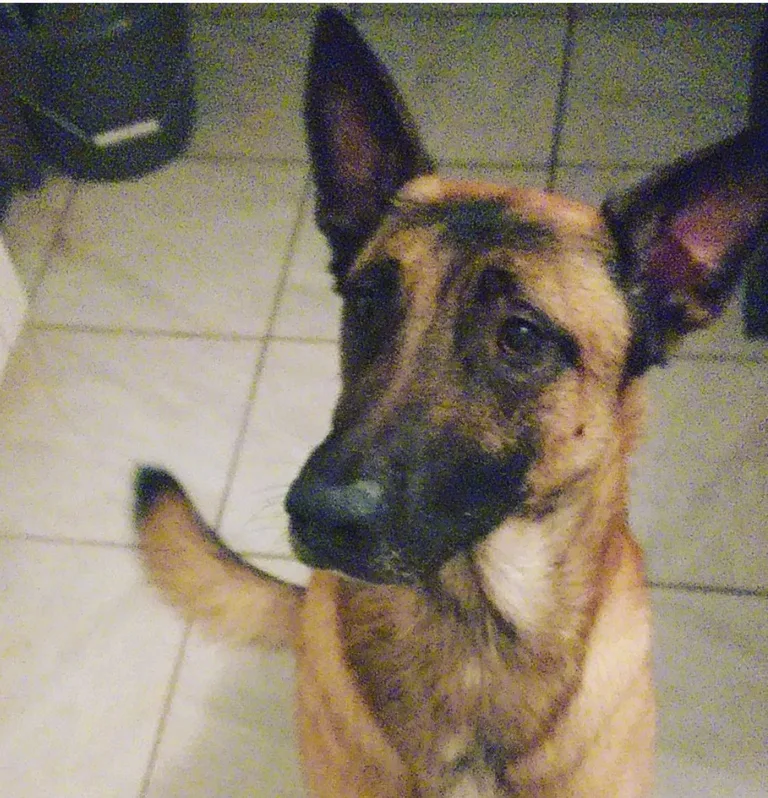 Rex