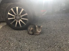 Chat trouvé Européen