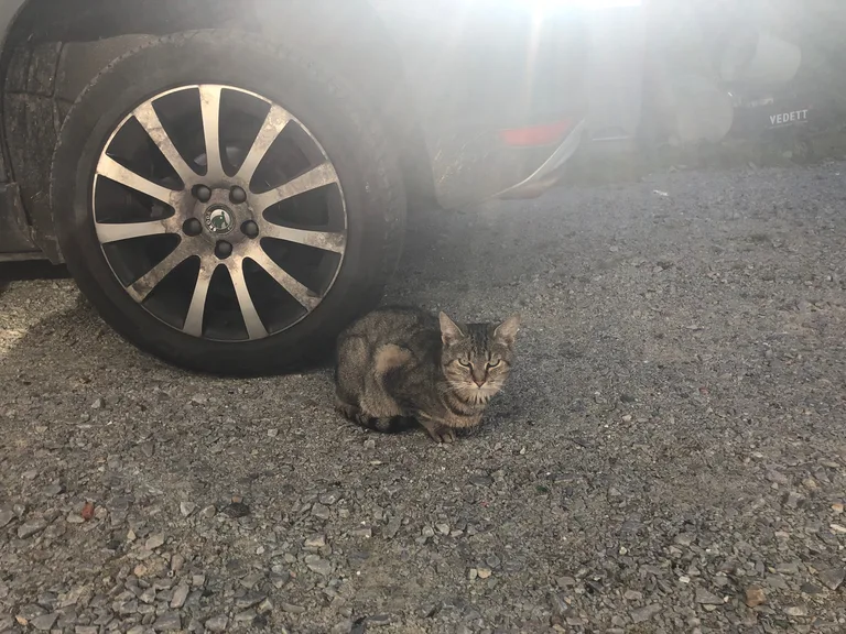 Chat trouvé