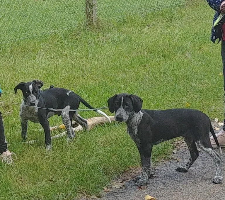 SYKO ET MAX