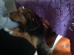 Chien trouvé Chien Courant