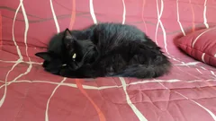 Chat perdu Sans race particulière