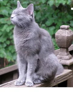 Chat trouvé Bleu russe
