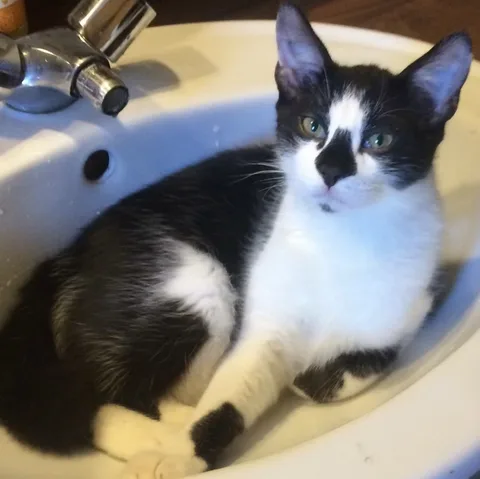 Figaro