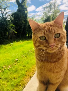 Chat perdu Européen