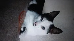 Chat perdu Européen
