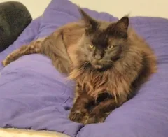 Chat perdu Maine Coon