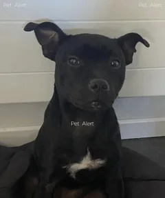Chien perdu Staffordshire Bull Terrier