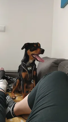 Chien perdu Pinscher