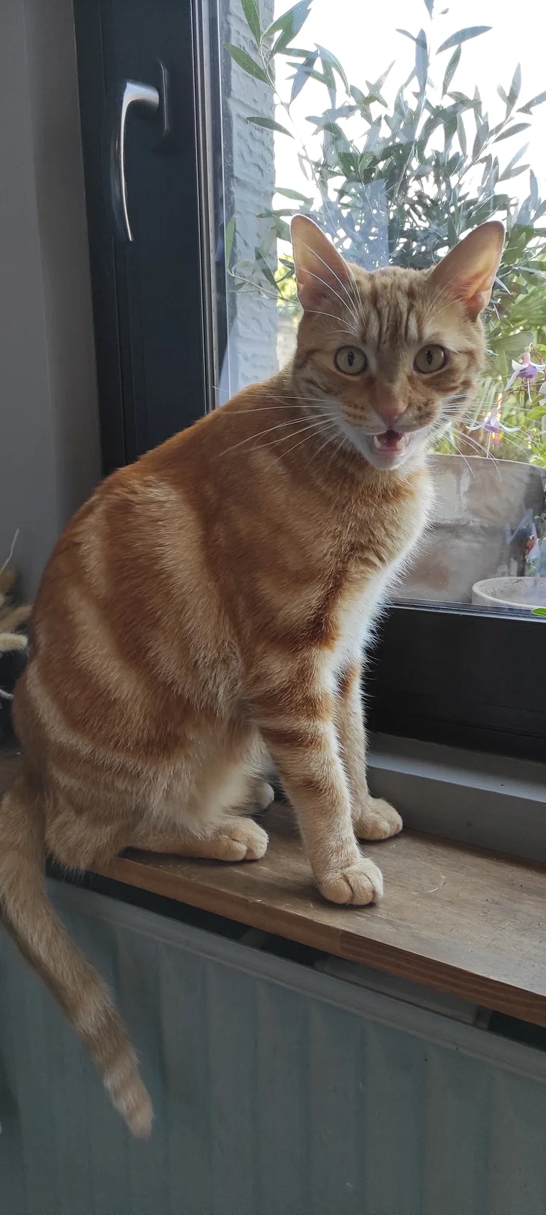 Chat trouvé