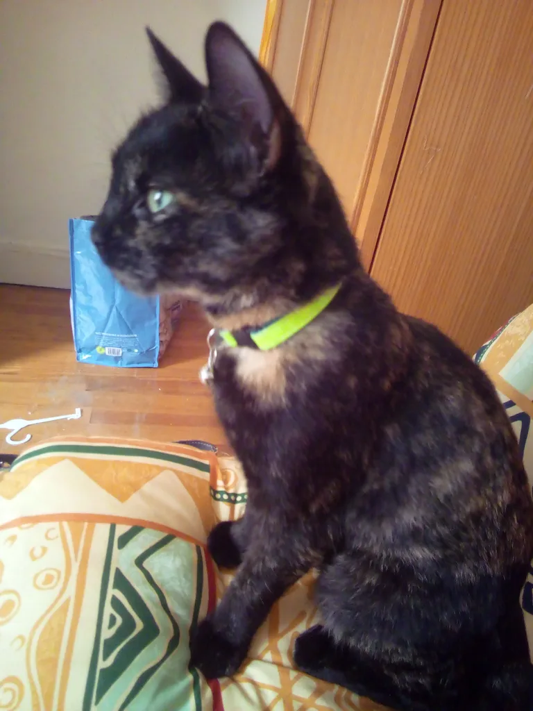 Chat trouvé