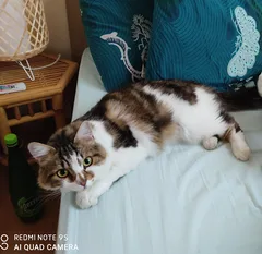 Chat perdu Croisé