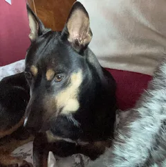 Chien perdu Chien Courant