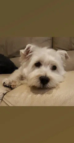 Chien perdu West Highland White Terrier