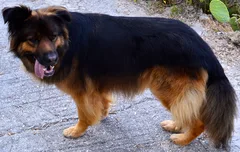 Chien perdu Berger Allemand