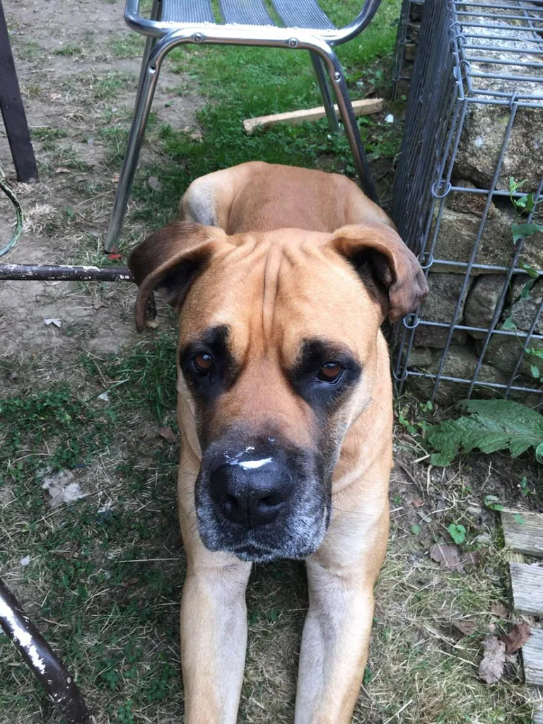 JANGO
