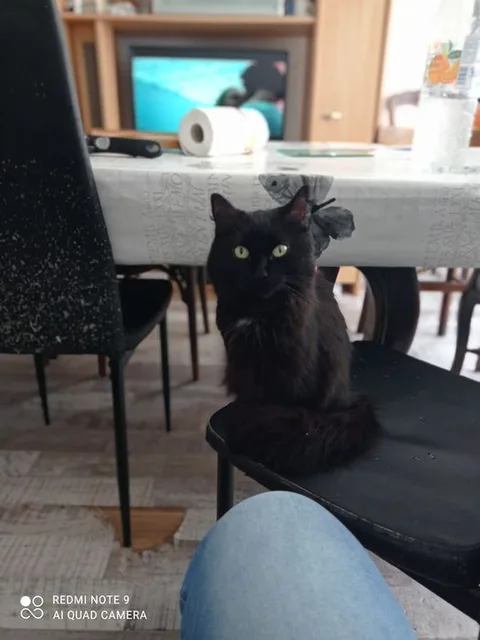 kitty