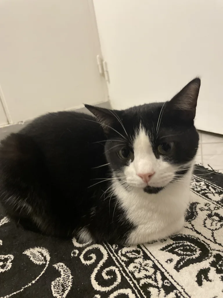 Chat trouvé