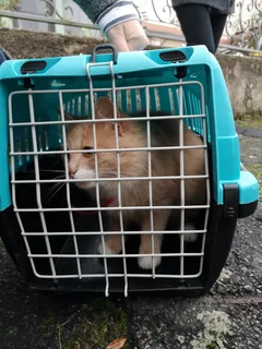 Chat trouvé Angora Turc