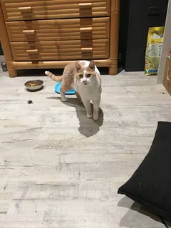 Chat perdu Européen
